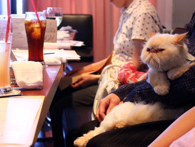 時折、客席から「ニャー」というお客さんの声が聞こえてくるのも、非常に可愛らしいです。