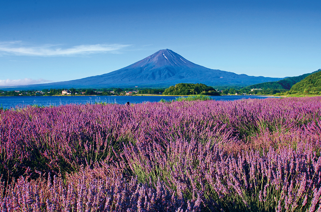 ハーブフェスティバル開催！ 湖畔を紫に染めるラベンダー