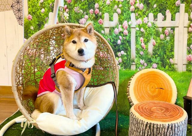 【愛犬を可愛く撮影する方法】フォトスポットを使いこなそう