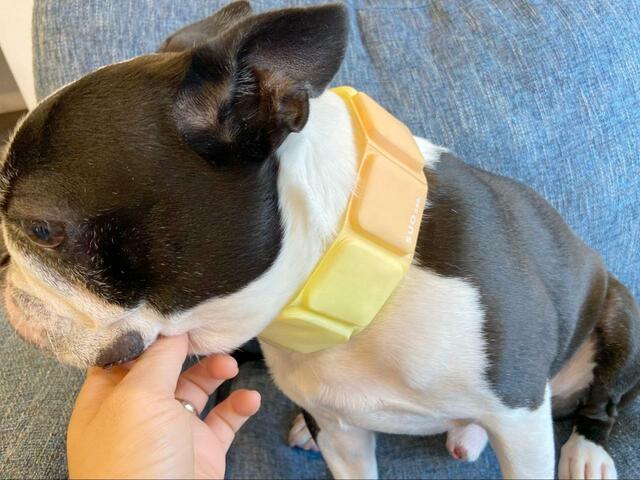 【SUO 犬用クールバンド 】結露しにくい素材のため、愛犬が長時間身につけていてもソファや床が濡れる心配がありません