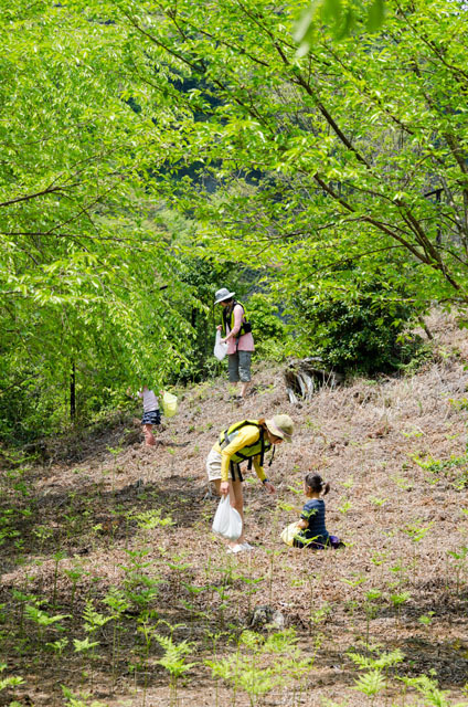 途中で無人島に上陸。ワラビ穫り！