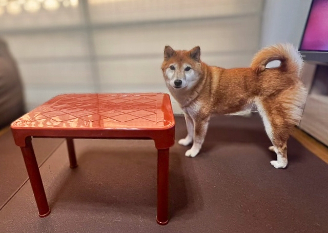 【ペット用こたつ】テーブルサイズは、天板33cm×45cm、高さ30cm