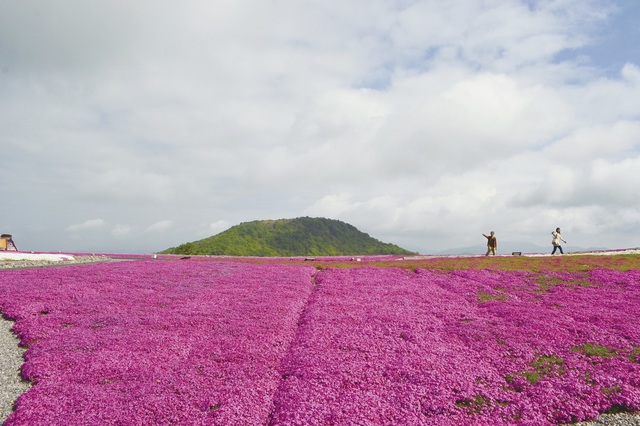 東三河の観光スポット：標高1,358mの萩太郎山、頂上付近22,000㎡の敷地には、約40万株の色鮮やかな芝桜が広がる（豊根村）