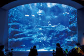世界遺産の小笠原の“ボニンブルー”を表現した迫力満点の小笠原大水槽。彩り鮮やかな魚たちが群れを成して泳ぐ様子を見ることができる。　すみだ水族館【東京・押上】