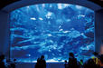 世界遺産の小笠原の“ボニンブルー”を表現した迫力満点の小笠原大水槽。彩り鮮やかな魚たちが群れを成して泳ぐ様子を見ることができる。　すみだ水族館【東京・押上】