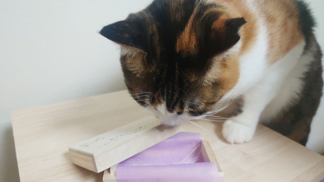 「ねこひげケース」を覗いてみる猫