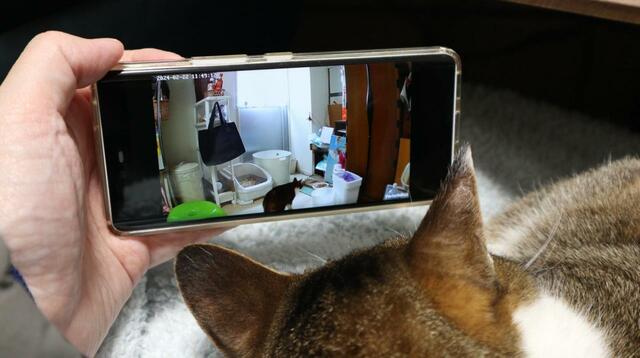 【SwitchBot 見守りカメラ 】猫ちゃんと一緒に振り返ってみようと試みましたが寝てました