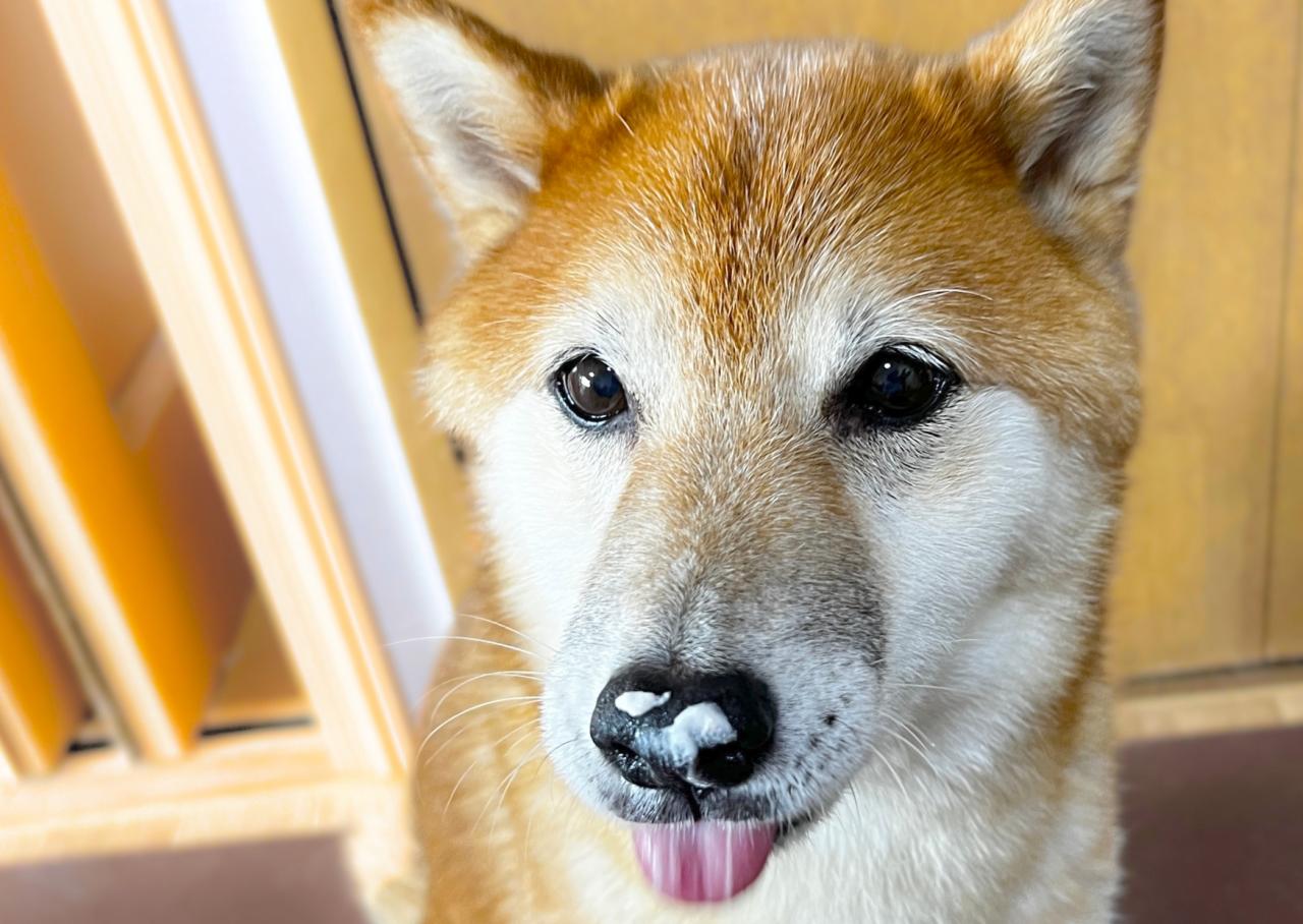 夏バテ対策にイチオシ！犬用アイスでグルメに目覚めた柴犬が超カワイイ♪ - ハピママ*