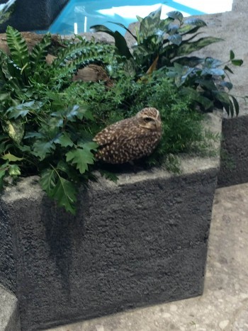 アートすぎる水族館 海遊館プロデュース Nifrel ニフレル がぼーっとしてても楽しい 3 3 Mimot ミモット