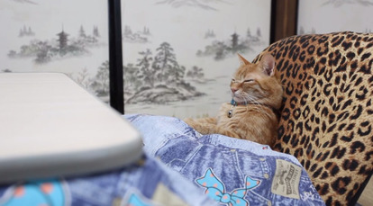 こんな猫見たことない ほのぼの シュール な猫動画3選 1 2 Mimot ミモット
