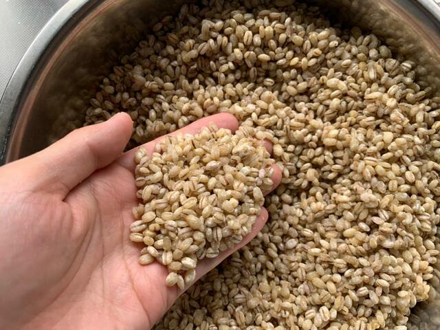 【自家製みそ作り】麹はくっついている部分があるので、手で一粒一粒バラバラになるようにほぐします