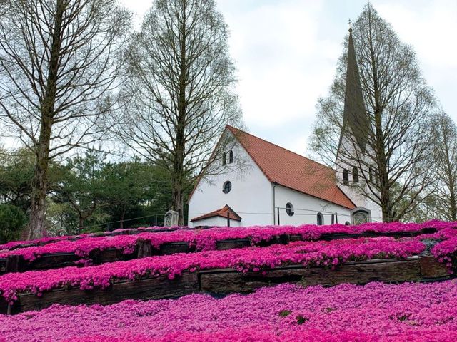 シバザクラがお出迎え｜野外民族博物館リトルワールド