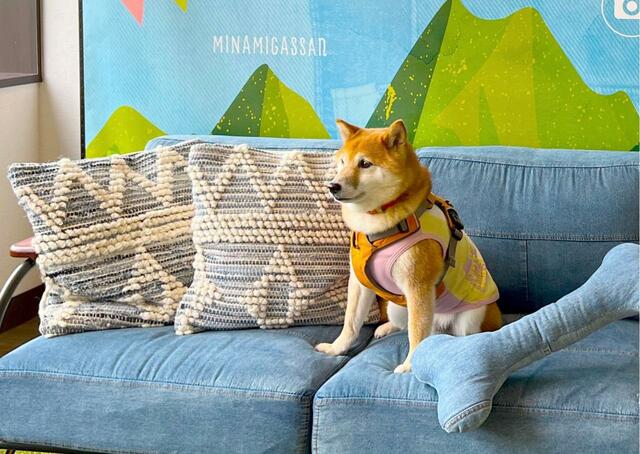 【愛犬を可愛く撮影する方法】わざと目線を外せばお洒落な写真に