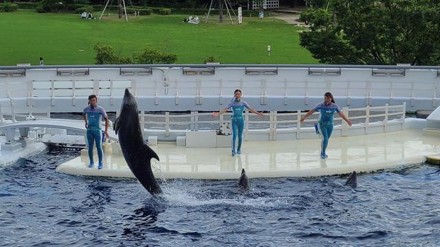 京都水族館 イルカのショー