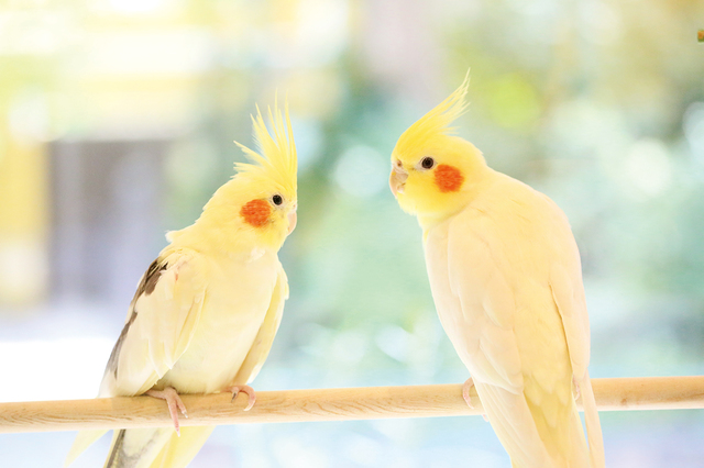 ことりカフェ 吉祥寺