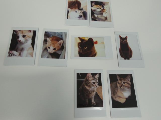 多くのバンドマンが参加しているチャリティチェキ。上の段からex.Moranのhitomiさんと犬のまー君。二段目左の2枚がTHE BLACK SWANの煉さんの虎徹君。右の2枚がKaya様のうにちゃんとごまちゃん。下段2枚がGENGAH.のhajimeさんのモコちゃんとわらびちゃん