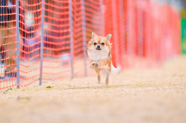 【YOKOHAMA GOGO DOG FES 2024 Autumn】「GOGOドッグレース GP 2024」。愛犬と一緒に走るのもOKなエキシビション！