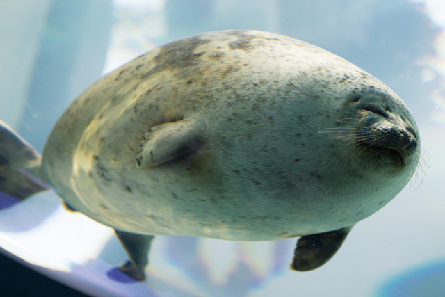 ・食肉目鰭脚亜目アザラシ科《ワモンアザラシ》北極海から北太平洋、北大西洋など北極圏<br/> [解説] アザラシの仲間では一番小さく、オスは体長約1.2～1.5mで、メスはやや小形。灰色や茶色の背中に、明るい灰色に縁取られた灰褐色や黒い輪のような模様があるのが名前の由来。前足ヒレのツメで氷に穴を開ける事ができるため、メスは氷の上に降り積もった雪に穴を掘り、その中で子供を産み育てる。部屋へは氷に開けた穴から出入りする。 写真提供：海遊館
