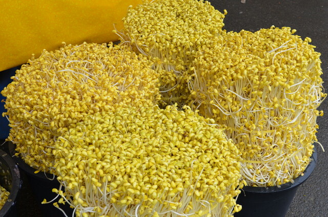 【韓国で行きたい都市・全州 vol.2】全羅北道の大豆モヤシは子葉の色が濃いのが特徴。全州の南部市場で撮影