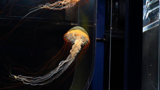 クラゲワンダー　ヤナギクラゲ