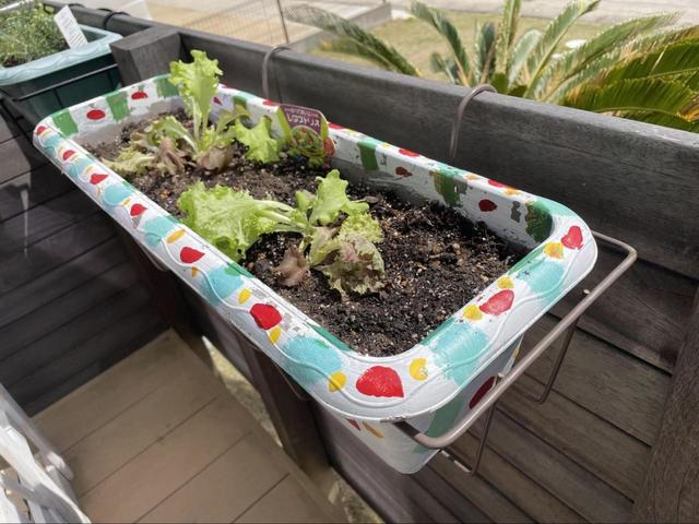 【プランター家庭菜園】植え替え後はちょっと元気がない…