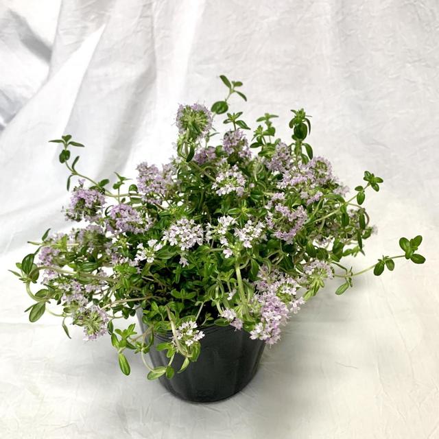 【キッチンハーブにおすすめ：クリーピングタイム】鉢からこぼれるように成長する姿が可愛いハーブ