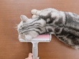 【PACPAK ぱくぱくローラー】ローラーを試していたら、愛猫も気になったのかローラーにスリスリしてきました...自ら毛を擦り付けるスタイルは新しいですね
