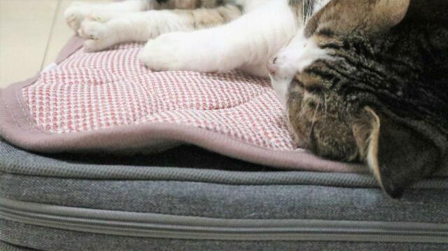 【ニトリ ペット用クッション】「この気持ちよさ、離れがたいニャ…」