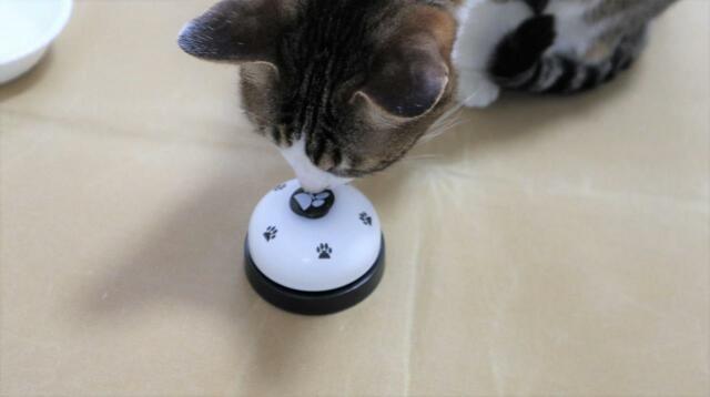 【ペット用コールベル】ベルのボタンに少しおやつの匂いを付けてみると…