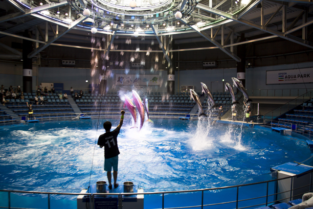 ドルフィンパフォーマンス / エプソン アクアパーク品川