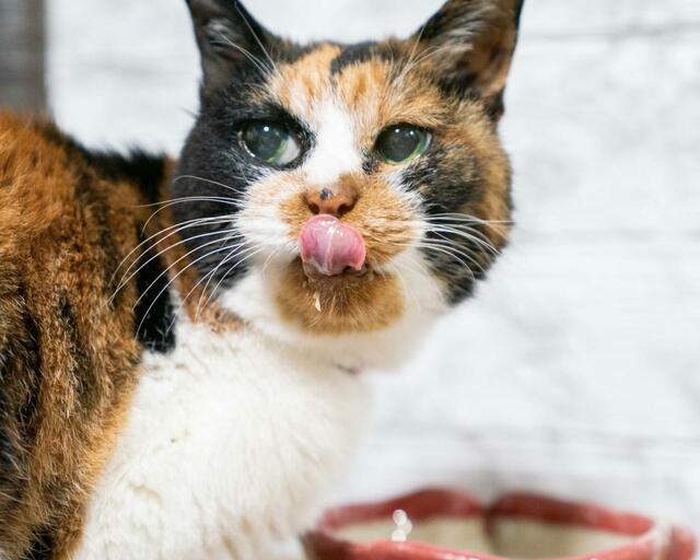 【25歳のみけちゃん】SNSデビューすると、3カ月でフォロワー4.7万人に!