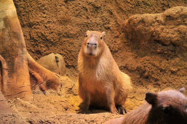 水族館ニューヒーロー／カピバラ（ネズミ目カピバラ科）