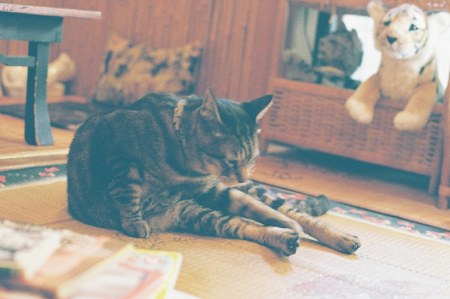 カメラ女子が撮影した“ふわふわ＆もふもふ”の猫たち