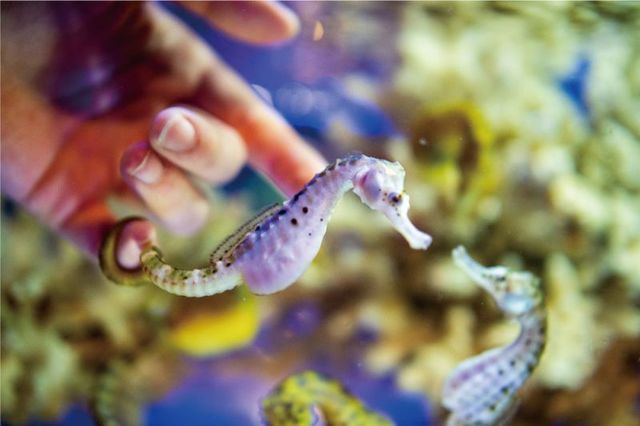 タツノオトシゴとのふれあい体験｜伊勢シーパラダイス