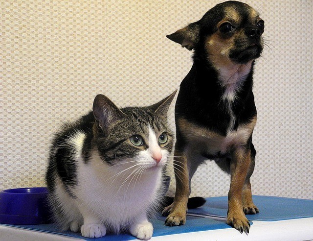 日本の犬猫は本当に幸せか 海外と ペット後進国 の大きな差 1 3 Mimot ミモット