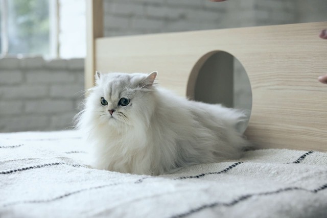 【フランスペット】「キャットタワー付きベッド」