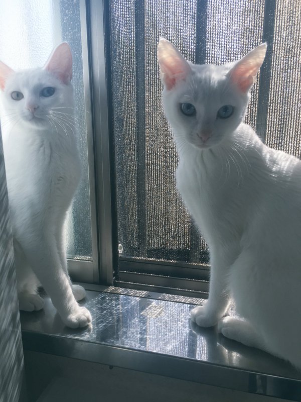 VISUMALで保護されている猫　