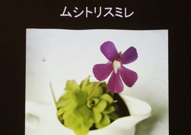 食虫植物トークショー/ムシトリスミレ