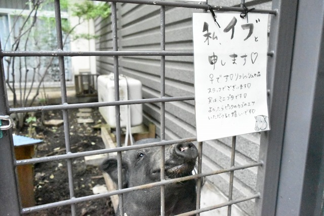 イブイブ、ブイブイです