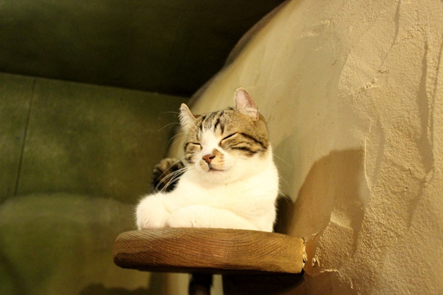 可愛くてキュンキュンする「吉祥寺ねこ祭り」の猫たち