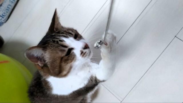 キラキラとくるくるに思わず爪を伸ばす…！【フェリシモ 猫部  猫毛を入れられるロケットペンダント】