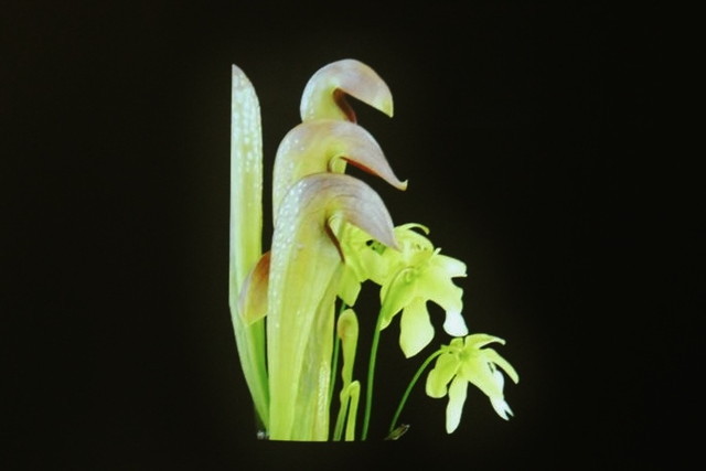 食虫植物トークショー/落とし穴式