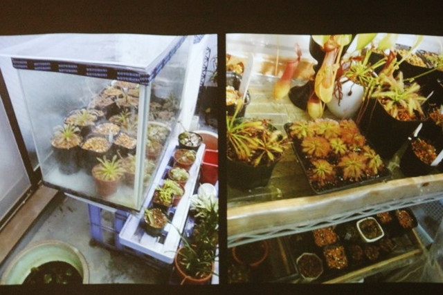 食虫植物トークショー/木谷さんのご自宅のベランダ