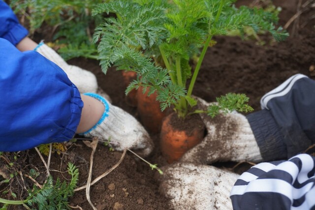 【THE FARM】大人気のアクティビティ「収穫体験」