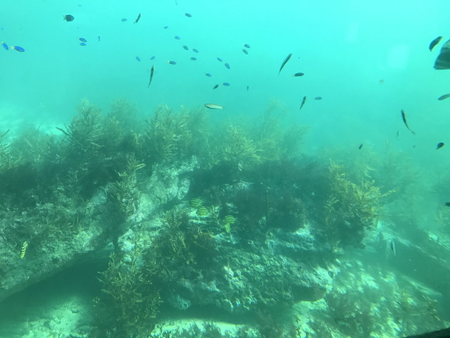 さまざまな魚が泳ぎ回る勝浦の海（かつうら海中公園海中展望塔）