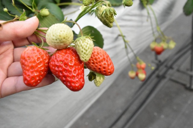 色をよく見て甘いイチゴを探そう