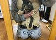 【ニトリ 猫用爪切りお助けエプロン（ベージュ）】入った瞬間から「出たい…！」の鳴き声。猫は液体、ヌルリと脱出を狙う