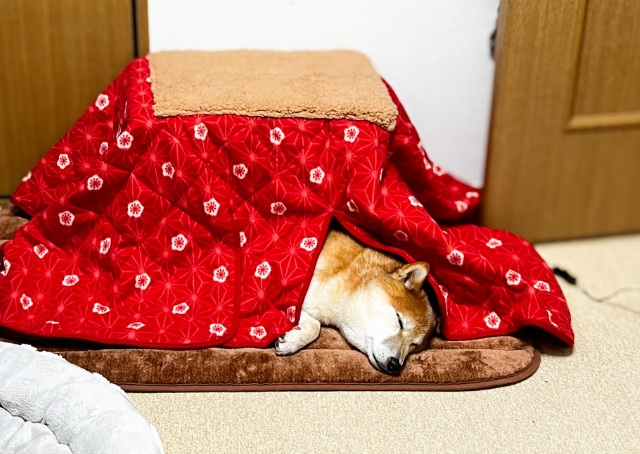 【ペット用こたつ】ぽかぽか気持ちよくて、完全に夢の中へ