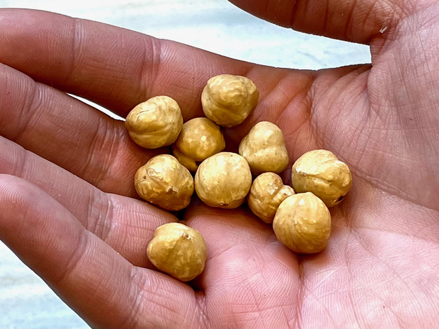 【LE TREIZE】ショコラノワゼッティーヌに使っているピエモンテ産ヘーゼルナッツ