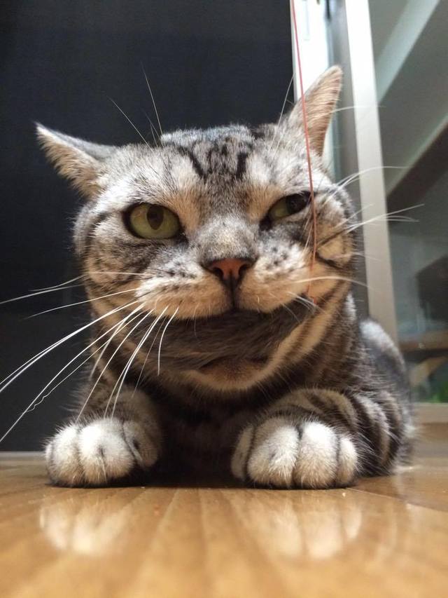 りょこさん家のパズー君／ゲットだニャン！